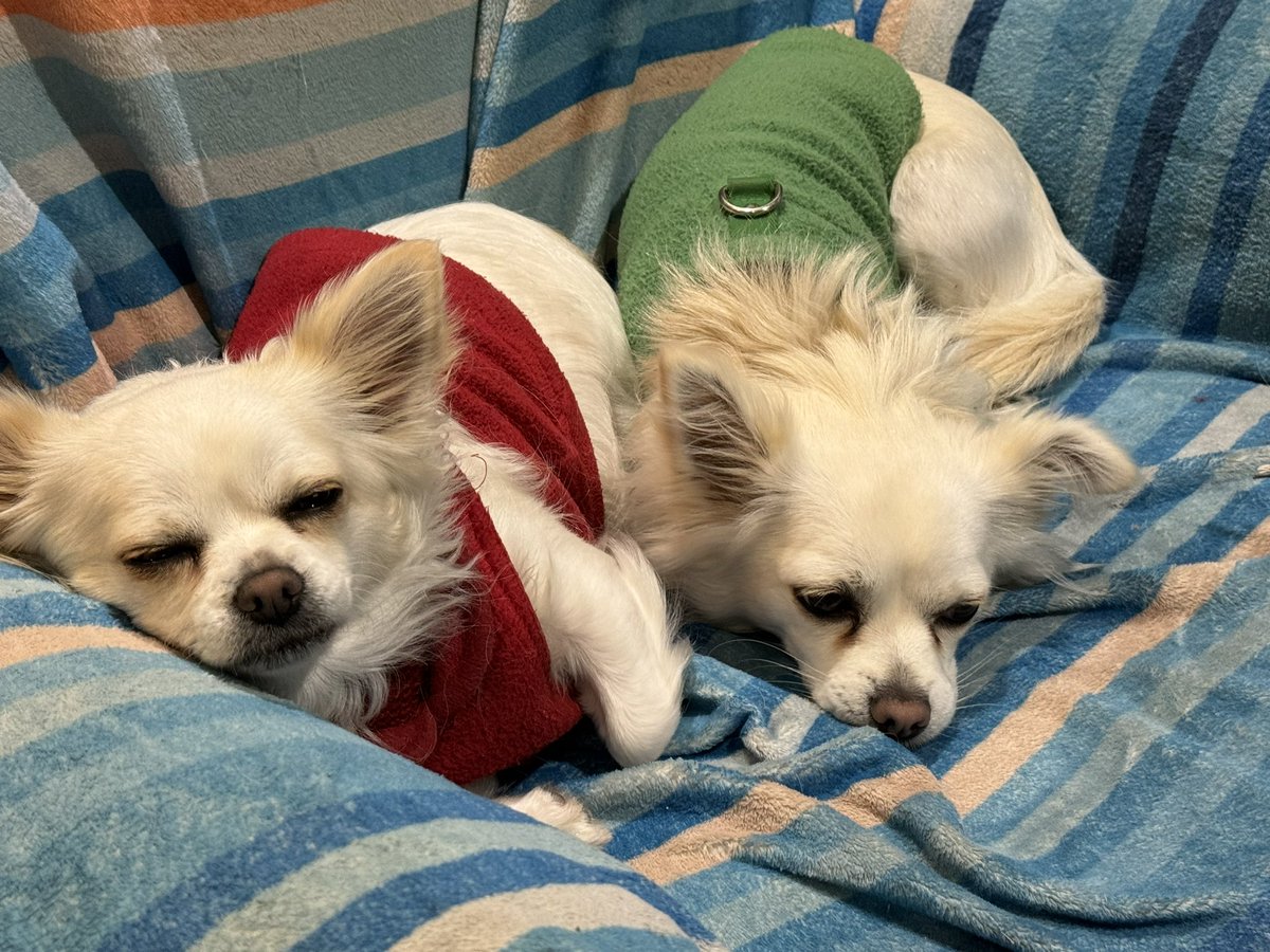 @susanmm3 @sophoife They are happy little fluffy tail chihuahuas dressed in Italian colours. Now they want pink outfits… #Couchpeloton
