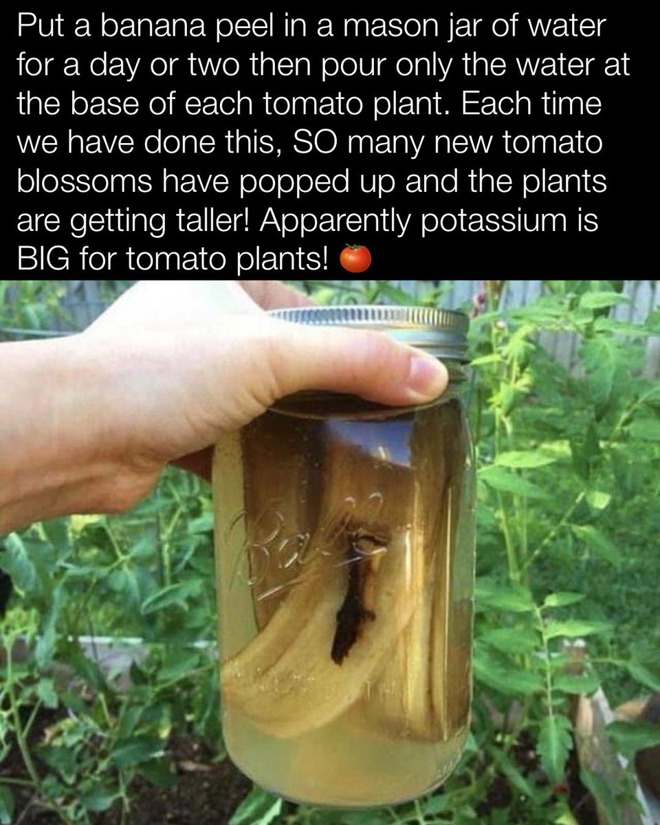 Boosting our tomato game with a simple trick! 🍅💧 Banana peel water is the secret sauce for thriving tomato plants. Who knew potassium could make such a difference? #GardeningTips #TomatoGarden #BananaPeelWater #DemeterEarth #FeedTheSoilHarvestTheFuture