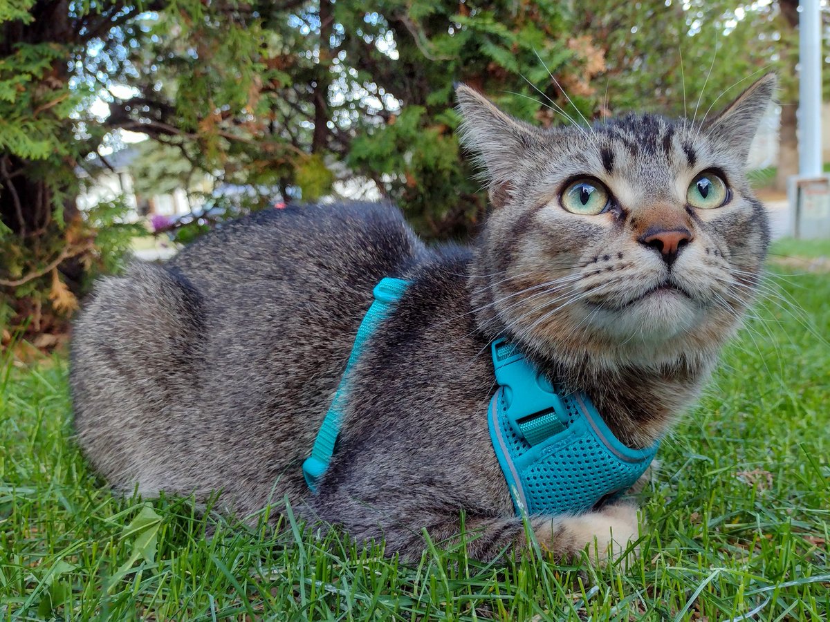 In da gwass, Figgy sits So happy So pwoud In his bwand new big boy harness He sings to himself Den hops into da flower bed Diggying a hole Hiding a poopy Den he finds da purrfekt spot In da dirt Ware he rolls and rolls Cubbering his harness In warryer paynt