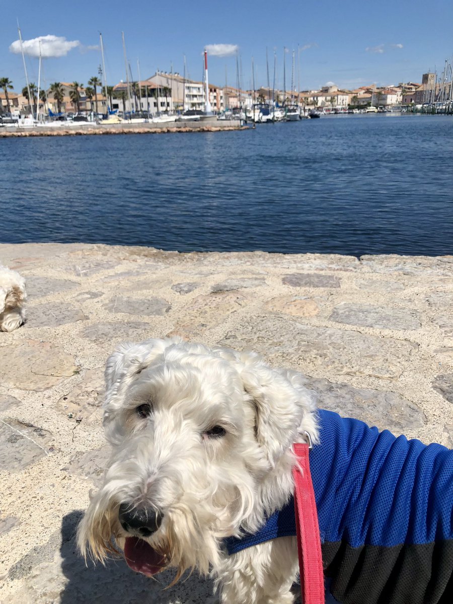 Another flat tootle today. This time at a port place called Meze! Buffy did well again! Have a fabulous Friday and a wonderful weekend! 😘🐾❤️🇫🇷 #sealyham #sealyhamterrier #sealyhamterriers #terrier #dog #dogs #dogsofX #dogsonX #vulnerablenativebreed