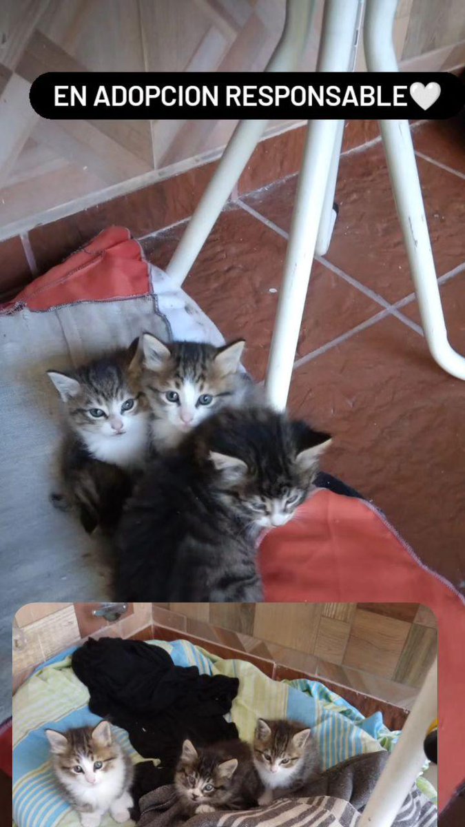 Belu__Sanchez's tweet photo. Estos bebes terminan en la calle si no les consigo un hogar. Difundir porfavor @VivireNuevaCba @VivirEnNuevaCba https://t.co/KkSpfwYZ8f