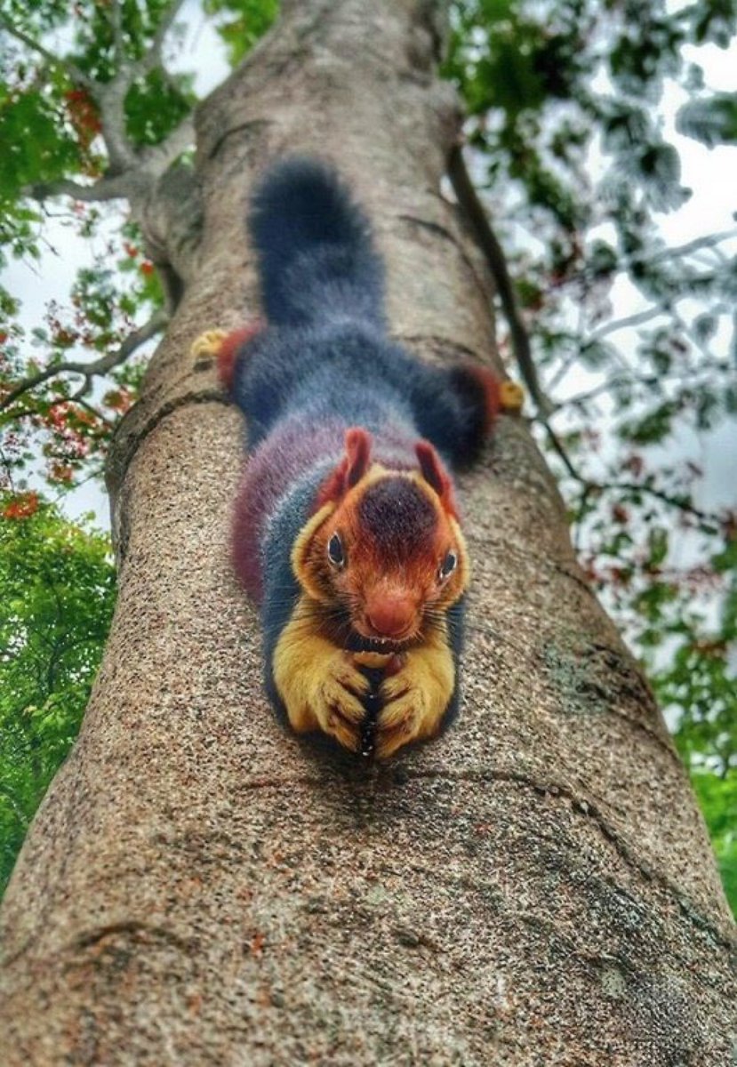Malabar giant squirrel found in India
