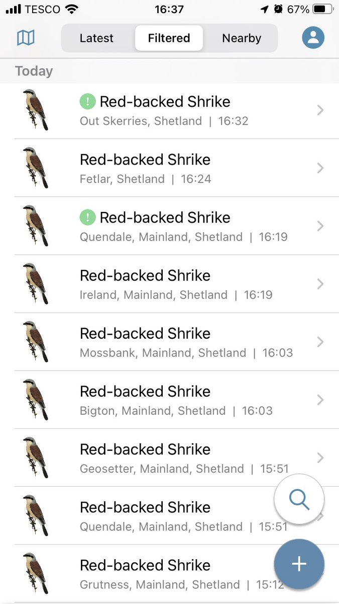 Looks like all birders have gone on shrike today