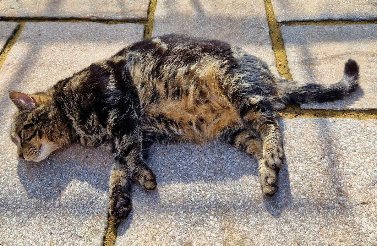 Afpurr a damp start it's turned into a wonderpurr #JellyBellyFriday in #Derbados 😸🐾❤️ #Betty #CatsOfTwitter