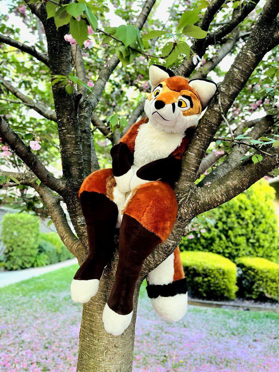 Today I was told I’m a handsome boy fox..or a small person wearing a fox suit…
Well, they’re not wrong I suppose… <a href="/PlushLife_eu/">PlushLife</a> Happy #FursuitFriday