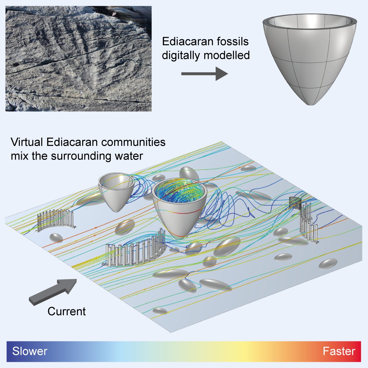 Our new @NERCscience-funded paper in @CurrentBiology, led by Susana Gutarra with @EGMitchell, @Frankie_Dunn_, @bramgibs, @raracicot & Simon Darroch, on the hydrodynamics of Mistaken Point Ediacaran communities and their role in mixing the water column: cell.com/current-biolog…