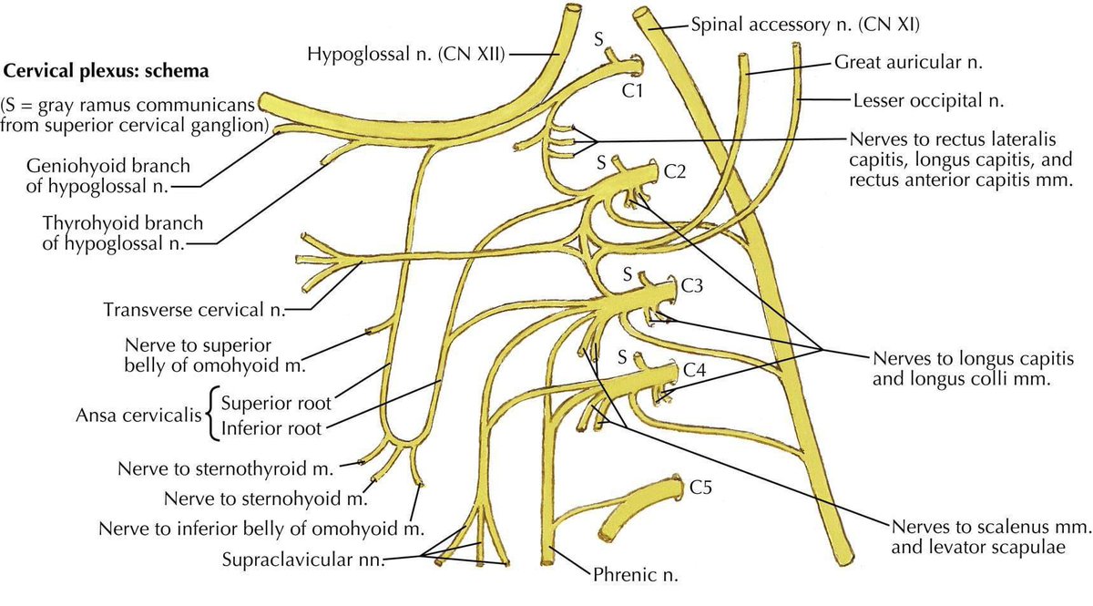 The cervical plexus from the amazing anatomy book 'Netter'! YouTube Education: youtube.com/channel/UC6A5C… Reference: Netter Atlas of Human Anatomy: Classic Regional Anatomy Approach, 2, 25-196.e19 #CervicalPlexus #ChronicPain #PainPhysician