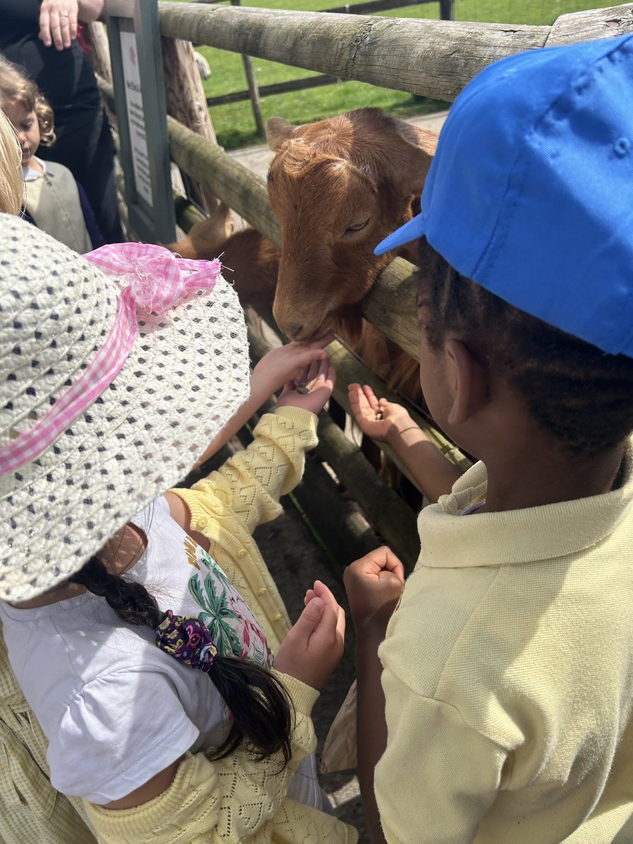 ☀️🐴🐷What a fabulous day we had at the farm! We loved looking at and feeding lots of different animals! The train ride was so much fun! ☀️🐐🐄
Please have a look at See-Saw for a video of our day! 🤩