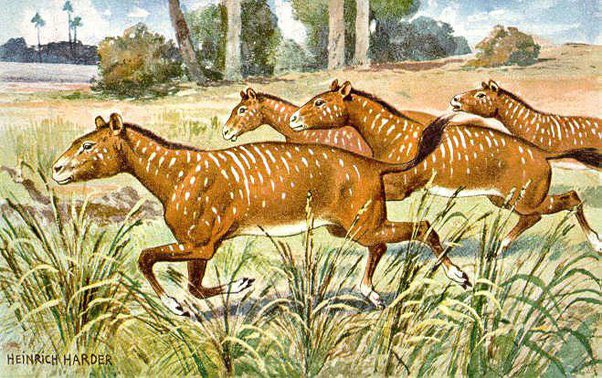 Tears in my eyes learning about the eohippus, our first horses, that were a foot tall and ate leaves and lived throughout the Eocene epoch