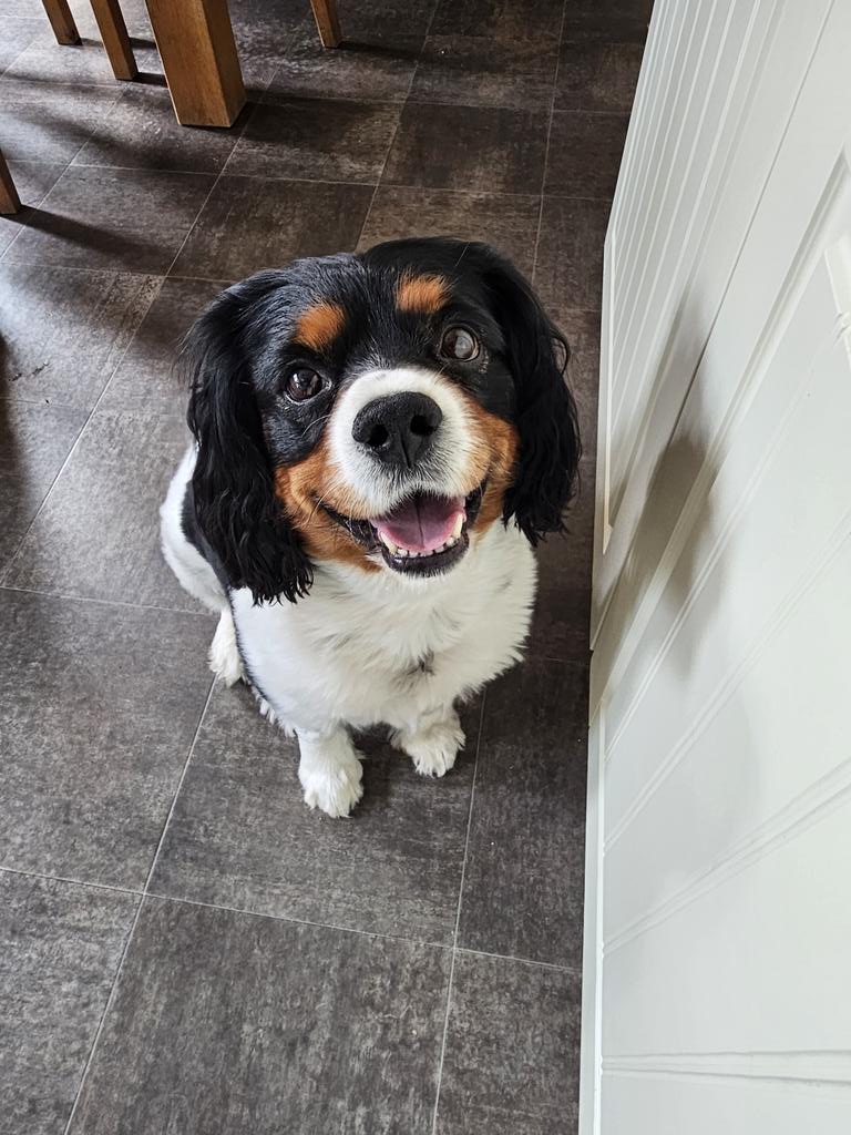 My little smiler @Theocav2019 is just about back to his normal self now with an appetite that has fully returned 😍 Thank you for all the messages I've received about him, it appears he is loved also outside the Moore home 🥰 #cavpack #myboy #dogsofX