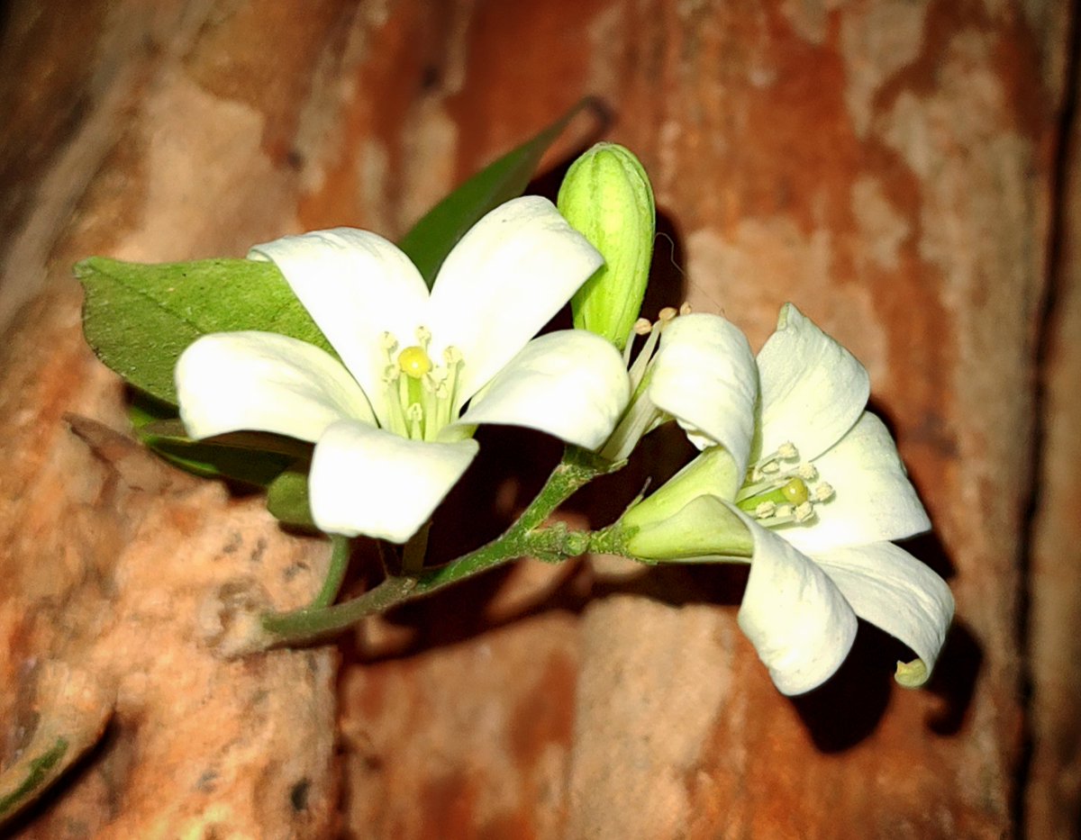 Evening bloom 🌿🤍🌿

#Trees #Nature #Treeday #Flower  #Treetime #Treeclub #Treepeople