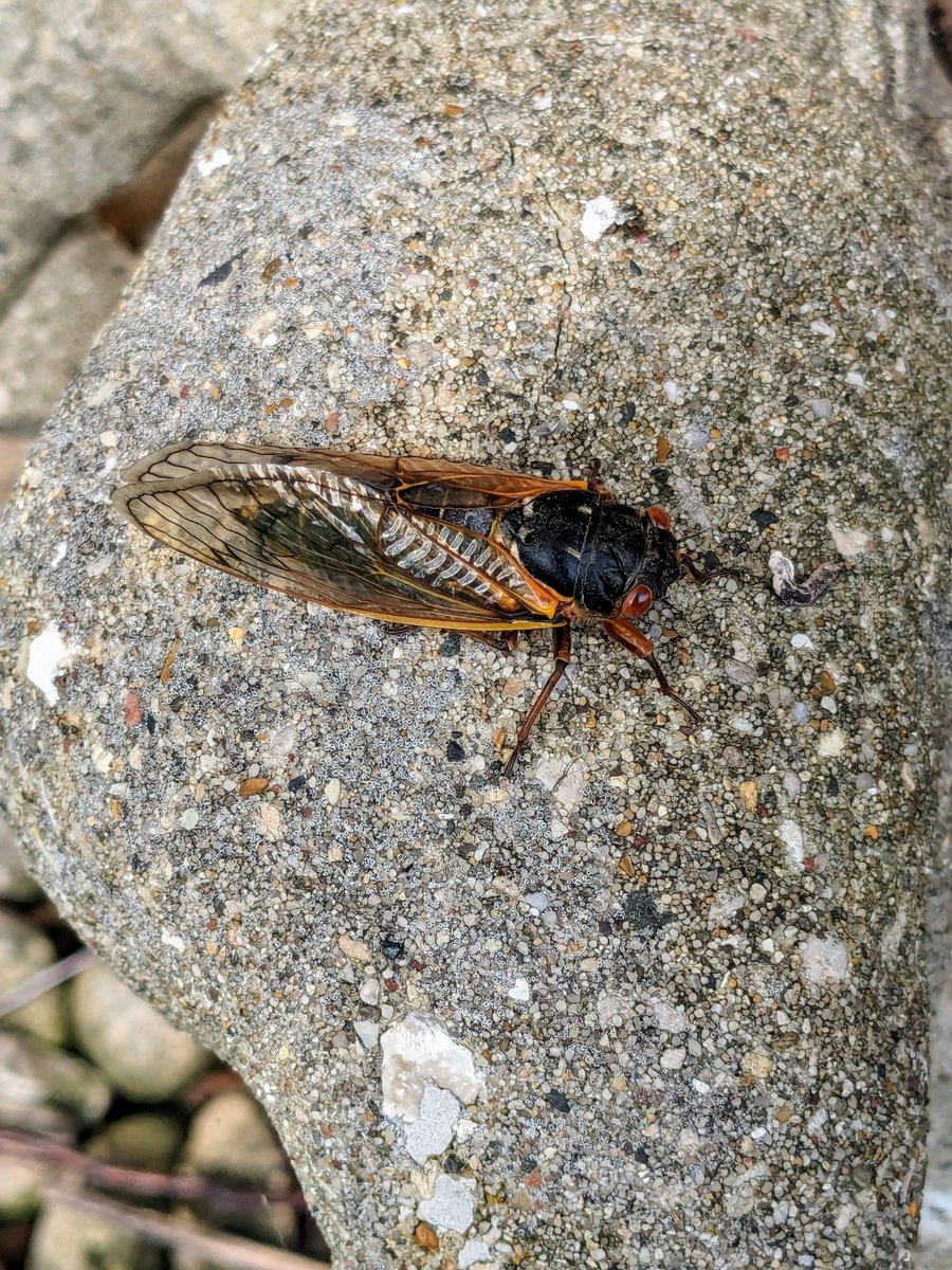 Had our first yard cicada yesterday. But many more have come out in the last 24 hours. It has begun.