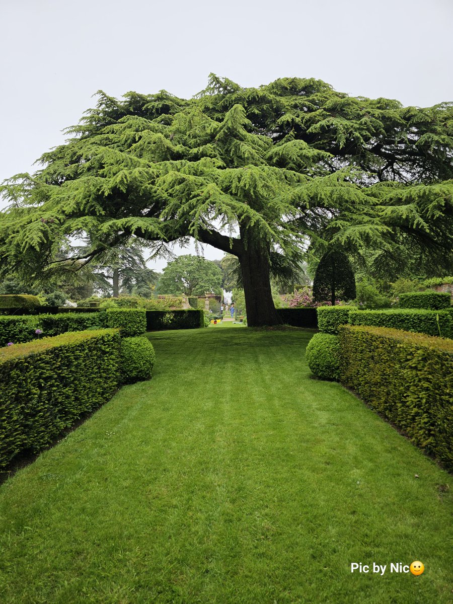 #TreeClub Beautiful Cedar of Lebanon