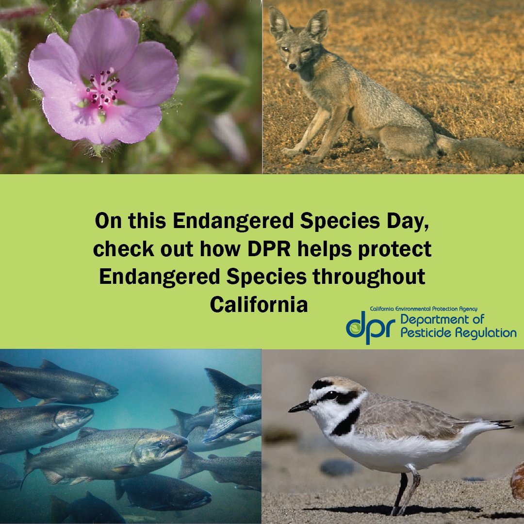 On this #EndangeredSpeciesDay learn more about how DPR’s Endangered Species Program seeks to protect endangered and threatened species from potential non-target pesticide exposures by watching this YouTube Playlist: bit.ly/3QOn2tY