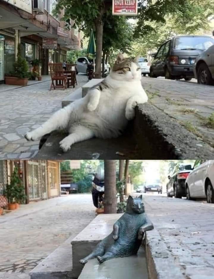Istambul Turquie : statue représentant ce chat errant malheureusement décédé. Un hommage lui a été rendu  car il avait pour habitude chaque jour, de se poser de cette façon et d'observer les passants🙏