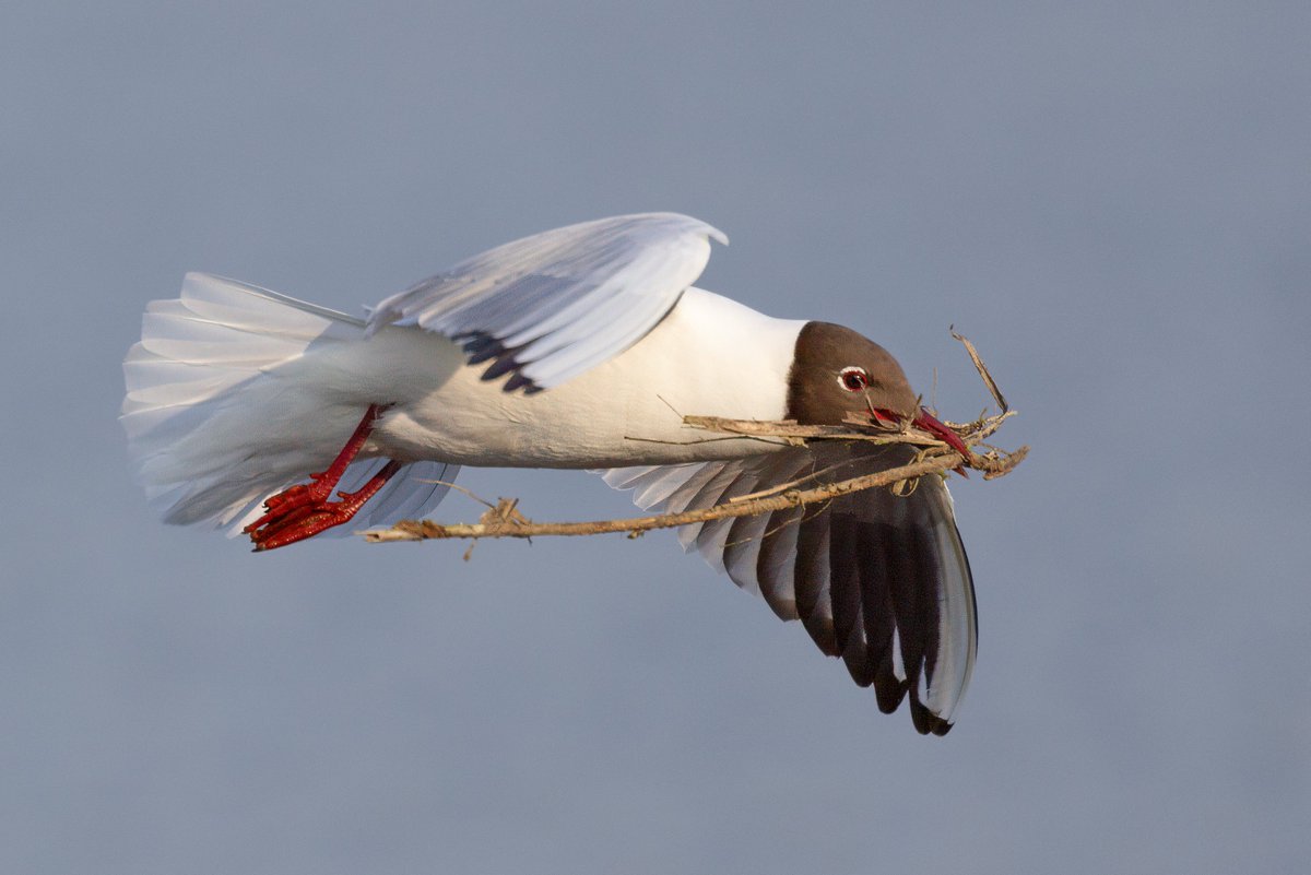 From Avocets to Bitterns, dragonflies to Hobbies, there's been so much to see at Minsmere this week. Read our blog for more information on the colourful wildlife on the reserve. Photo: Black-headed Gull by David Naylor community.rspb.org.uk/placestovisit/…