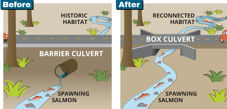 We love culverts – they’re an awesome part of our work with @KCDNRP. Our Fish Passage Program builds box culverts so streams flow naturally beneath roads to remove barriers to the habitat of salmon and other fish species. Kingcounty.gov/fishpassage
