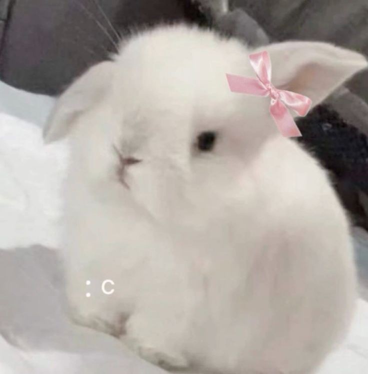 seonghwa as bunnies 🐰 (@bunnyhwaa) on Twitter photo 2024-05-17 15:54:28