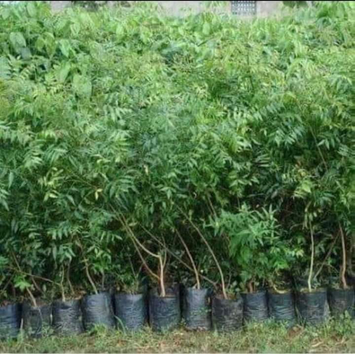 درخت لگائیں ماحول کو ٹھنڈا بناو