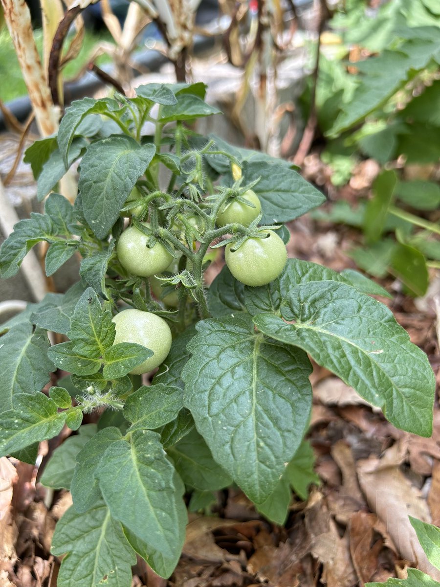 It’s tomato time already in my vegetable garden 😋🍅42 day, fang, queen of the night and orange hat, mini cherry tomatoes are not showing fruit yet.🙌

#Tomatoes #Vegetables #Gardening #GYO #VegetableGardening