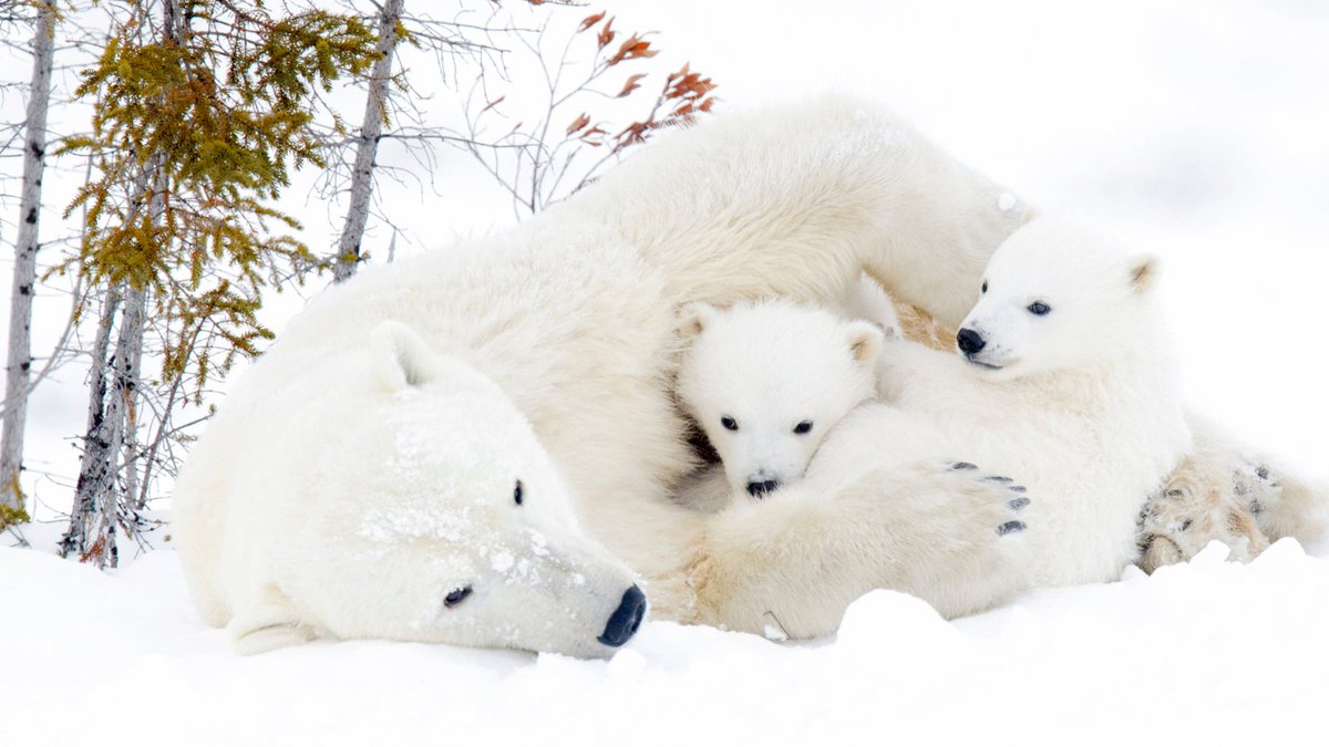 Sierra Club tweet media