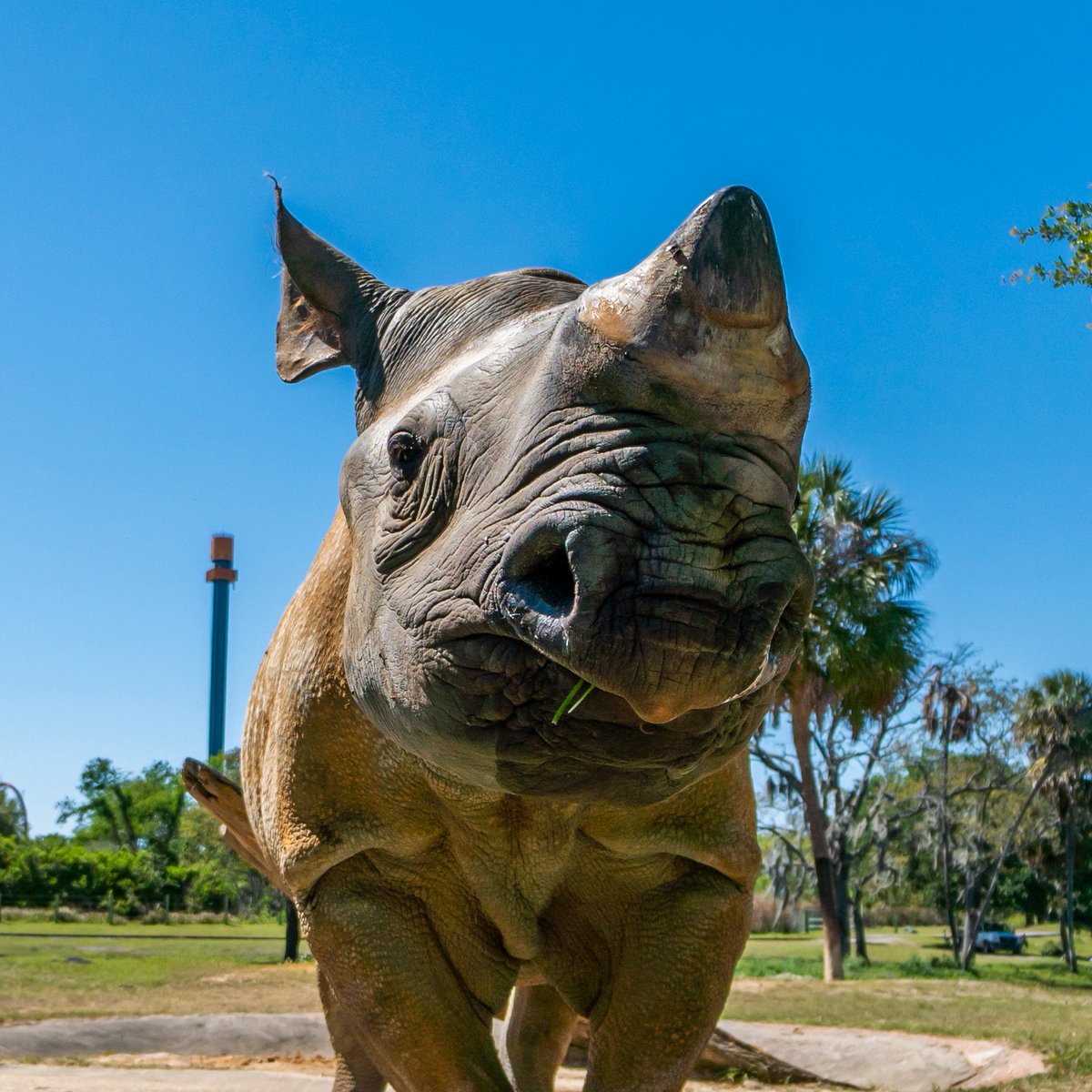 Today, and every day, we continue to celebrate the incredible diversity of wildlife and our commitment to protecting endangered species at Busch Gardens Tampa Bay. 🐾🌍🦁 #EndangeredSpeciesDay