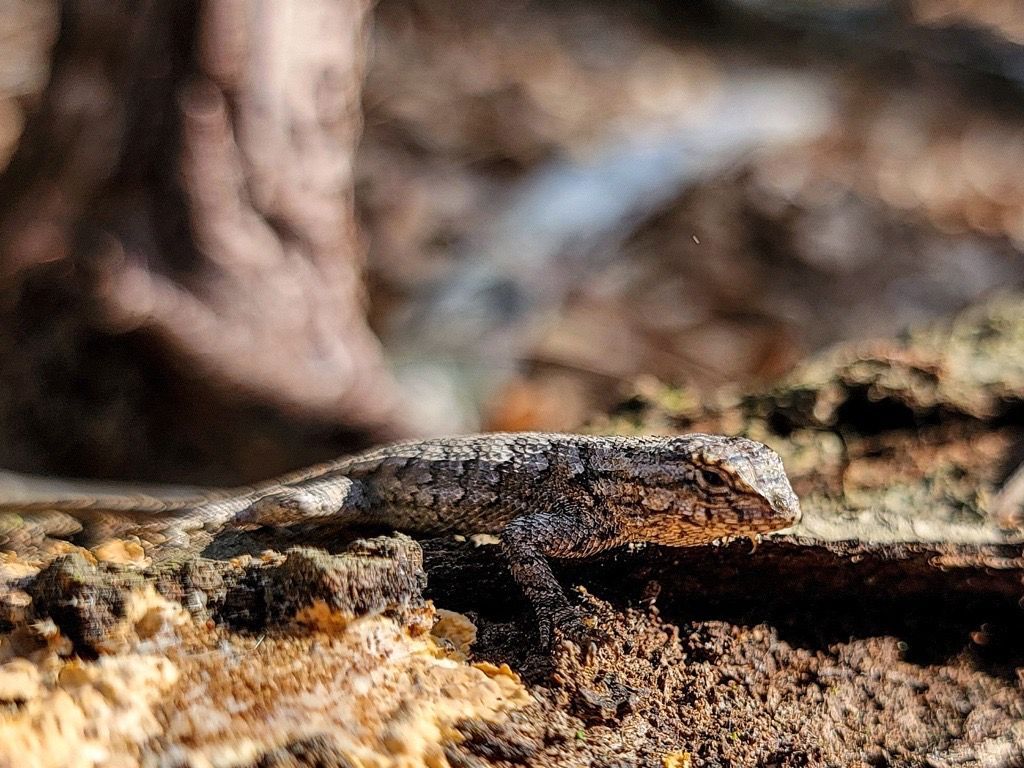 🦎☀️Happy fence lizard Friday!! Fence lizards (Sceloporus undulatus) typically spend the majority of their daylight hours sunning themselves on fence posts, trees, stumps, and rocks. During the night, they seek shelter in the cracks of rocks or burrow underground. #UGASREL