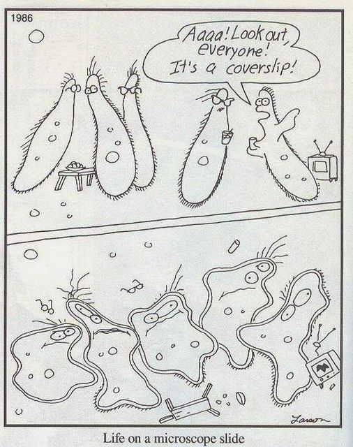 Life on a slide: Just when you're enjoying your day, a coverslip comes crashing down! 😱🔬😂 #ScienceHumour #MicroscopeLife