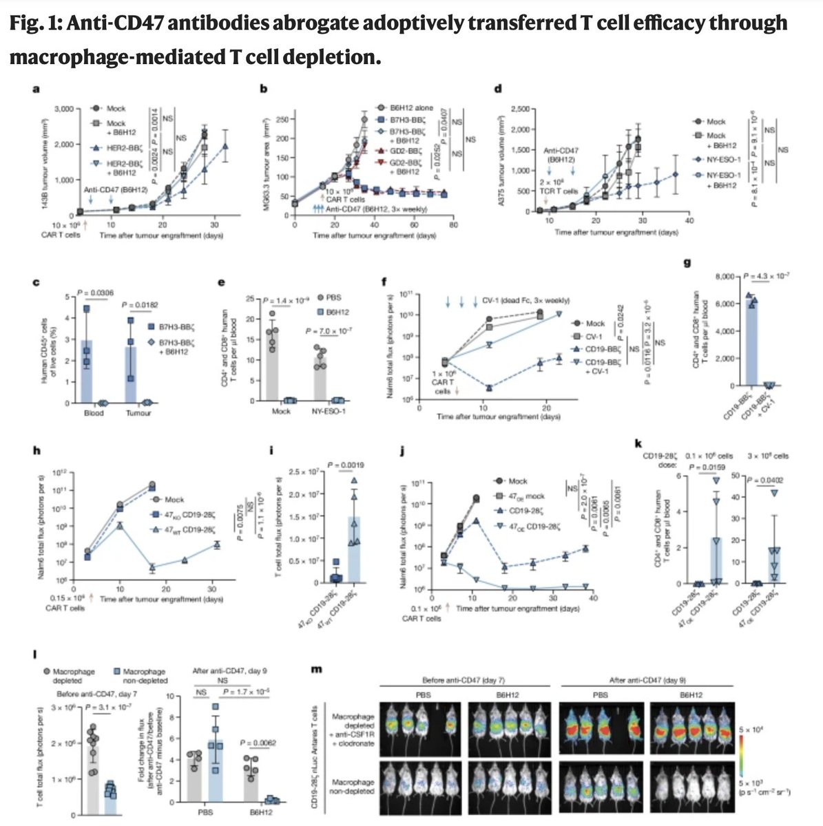 SCI leader Crystal Mackall & others identify #macrophages as major regulators of T-cell persistence & illustrate the fundamental challenge of combining T-cell-directed therapeutics with those designed to activate macrophages. go.nature.com/4apN0L6 #CARTcells #CD47 @MackallLab