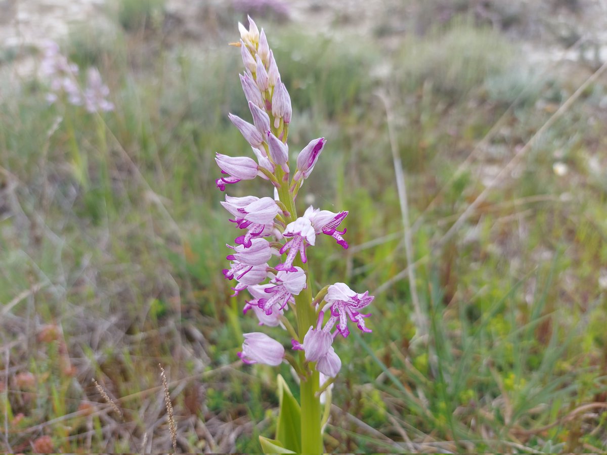 ORCHIS MILITARIS, una orquídea preciosa.
Son mis primeras militaris (aquí creo que no se dice bimbo 😉) Me hizo especial ilusión diferenciarlas en el campo yo solo. Luego me lo confirmaron. Las flores de las orquídeas hay veces que se asemejan a muñequitos de lo más simpáticos 😉