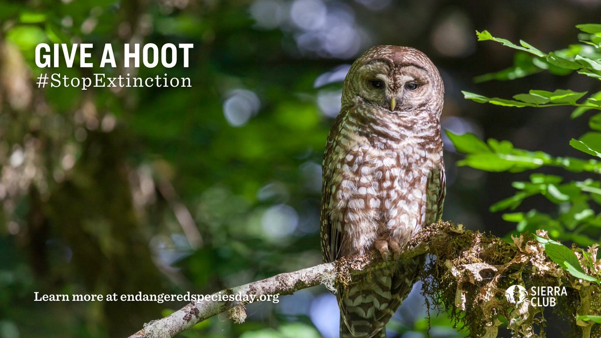 Today is Endangered Species Day! This yearly celebration of conservation success is a time to look back at the progress we have achieved in preventing extinction while working together to help still-struggling species.

Learn more at the 🔗 bit.ly/3WQN8R3