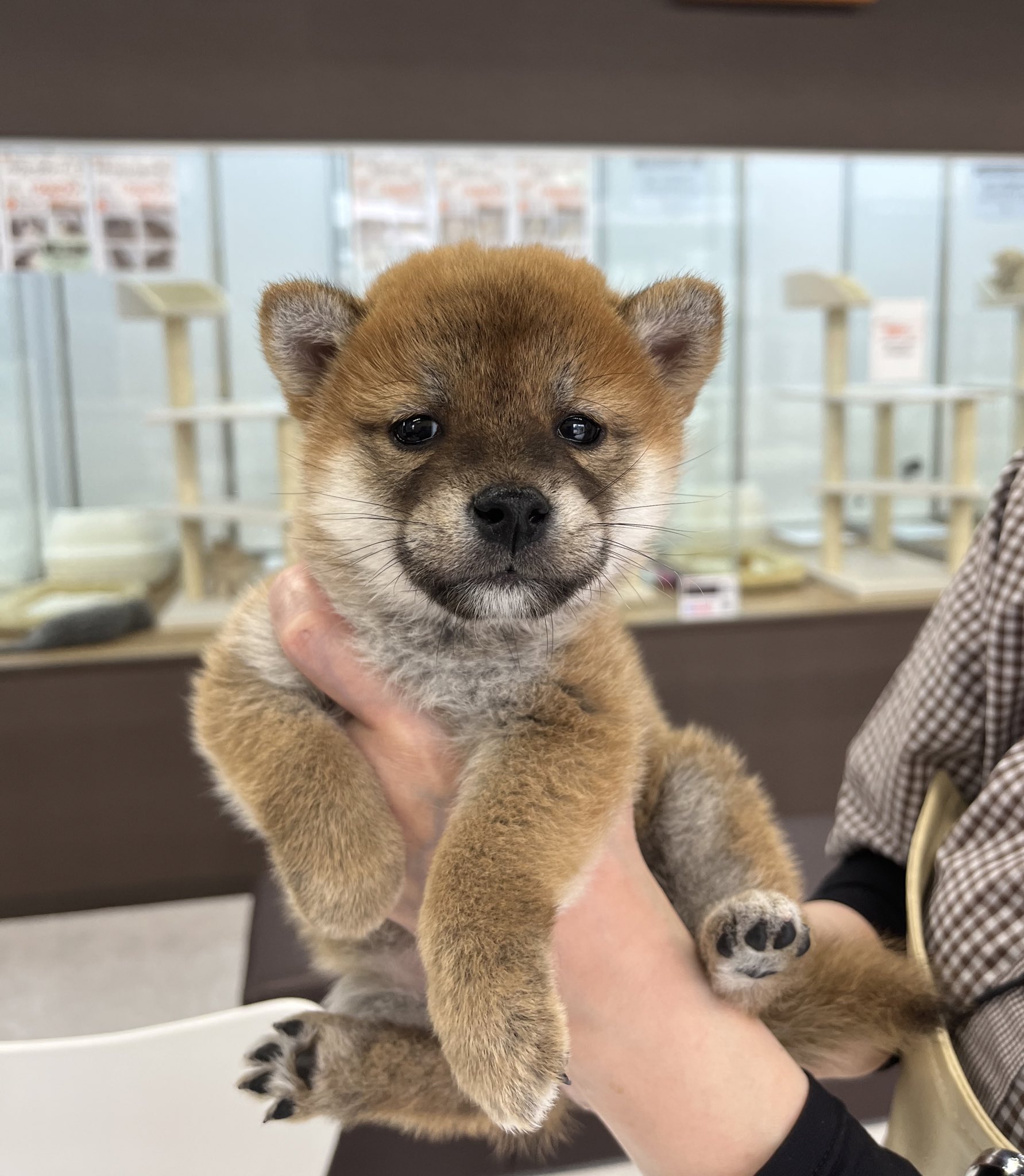 ShibainuAzu (@ShibainuAzu) / X