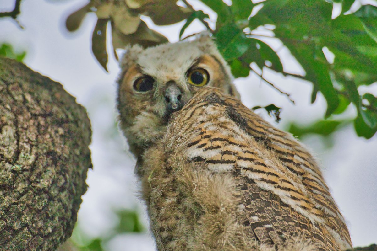 5/17   Thanks to Bill J. Boyd at the Lady Bird Johnson Wildflower Center  we have great news to share.  Bill has located the fledged owlet:  "Owlet has been spotted - behind our entry kiosk fairly high in a tree. "  Thanks for the picture to share!