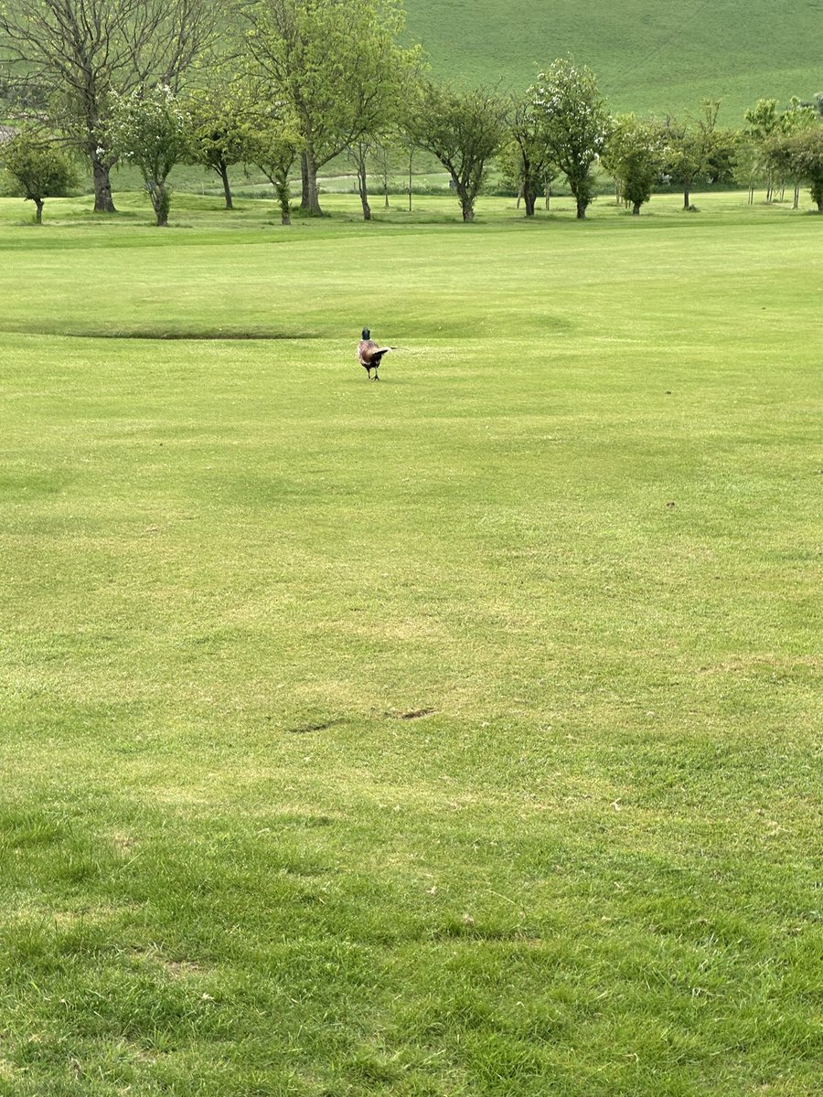 Larko (@theelarko) on Twitter photo Early set up and checking in with the locals! #fridaysetup #greenkeeping <a href="/OgbourneDownsGC/">Ogbourne Downs GC</a> Early set up and checking in with the locals! #fridaysetup #greenkeeping <a href="/OgbourneDownsGC/">Ogbourne Downs GC</a>
