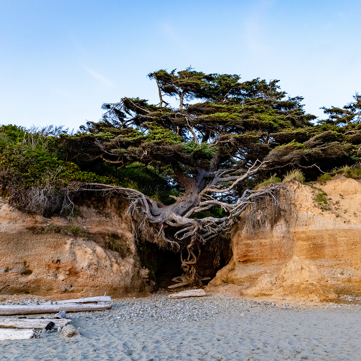 The Kalaloch Tree of Life in Olympic National Park will leave you speechless. This natural wonder is suspended in air over a parted cliff with most of its roots exposed. 

This Sitka spruce shows us that we are capable of so much more, and that nature is breathtaking.