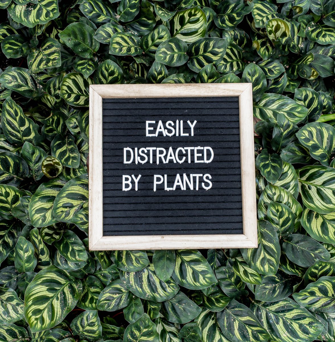 Very distracted! Happy Friday! 🌿

#colasantifarmsltd #colasantifarms #wholesaleplants #plantquotes #plantsplantsplants #calathea