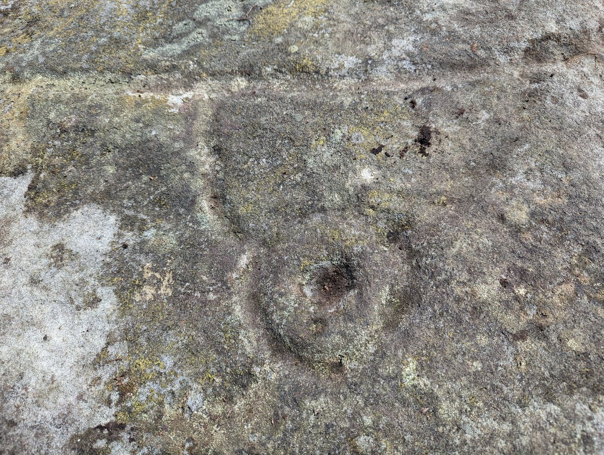 Hunting and revealing hidden cup and ring stones around Stoupe Brow, Fylingdales Moor with @tanyaeyre & @NorthYorkMoors volunteers today.