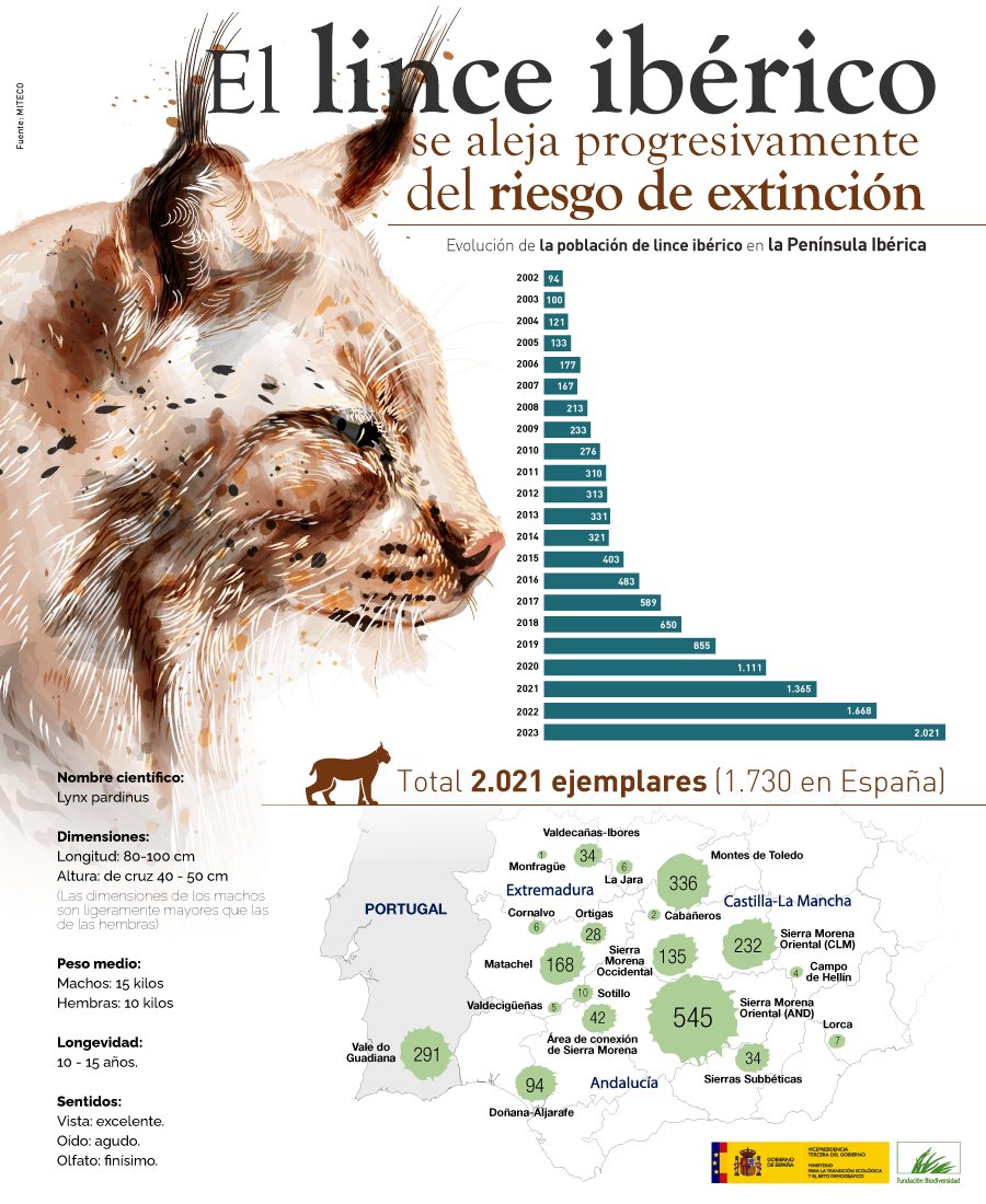 La población de #LinceIbérico 🐱 superó los 2.000 ejemplares en 2023 y se aleja progresivamente del riesgo de extinción. Aún queda mucho por hacer, pero el esfuerzo conjunto 💪 de personas, ONG, entidades y administraciones públicas está dando resultados 👏👏👏