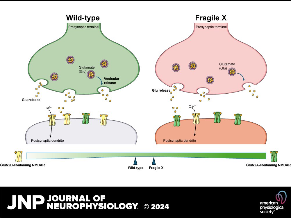 📃New research in #JNeurophysiol 'Early expression of GluN2A-containing #NMDAReceptors in a model of fragile X syndrome' by Tue G. Banke et al. ow.ly/CM4950RHh6r #GlutamateReceptors #neurophysiology #neuroscience