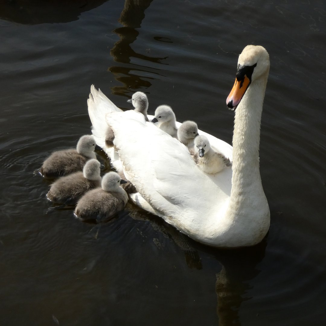 All aboard! Check out these adorable cygnets resting on their parent's back. How many do you count?
Stay tuned for announcements of special events and your next opportunity to see our wonderful wildlife.
#wildlifereserve #essex #familydayout #cygnets #heritage