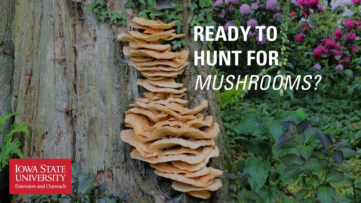 ISU Extension and Outreach experts share insights on when, where, and how to find common mushrooms in Iowa. Learn more: bit.ly/3UIYweN . . . #MushroomHunting #mushroomhuntingseason #mushroomhuntingIowa #StrongIowa #Iowa #IowaStateUniversity #IowaState