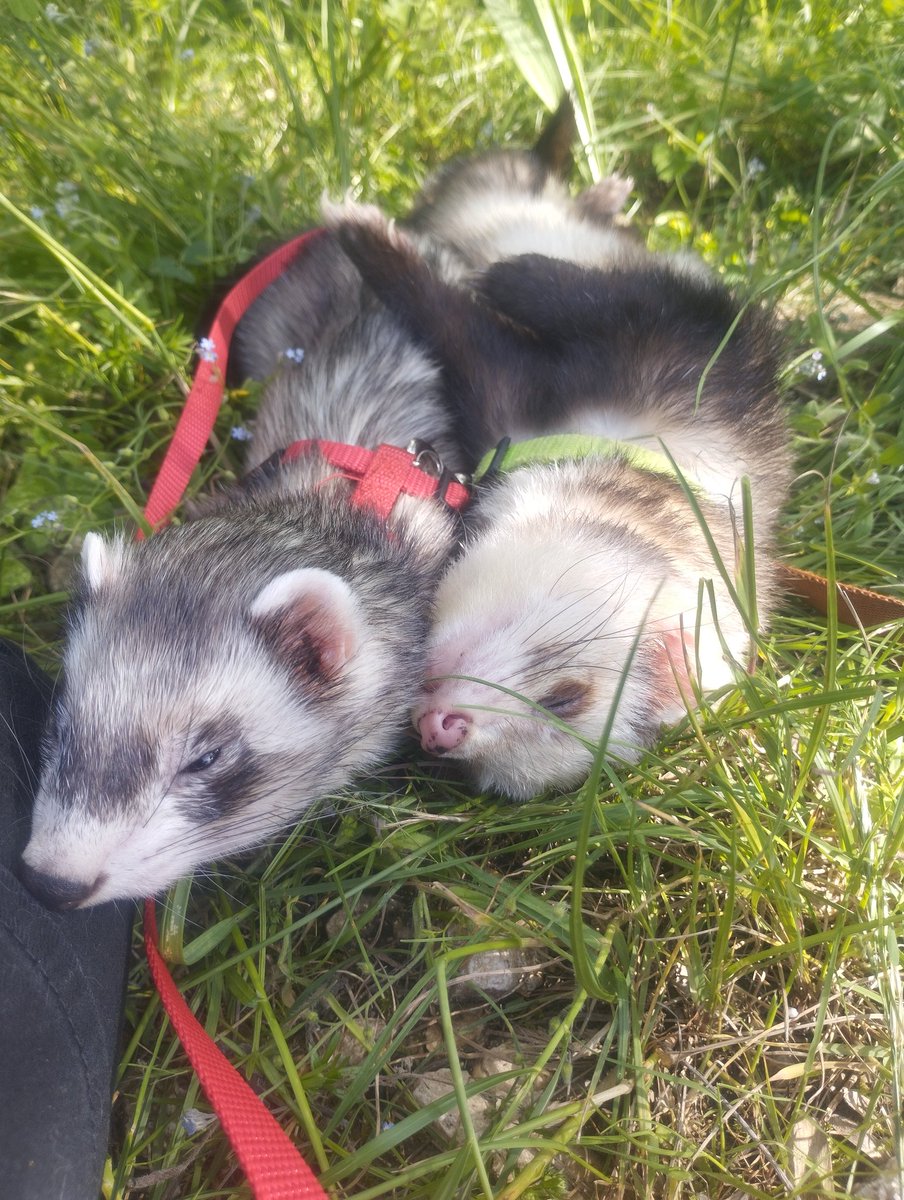 Colboy_Bebop's tweet photo. Walk with the weasels ! They are my reason to live i love them 💛
Skouk 🦡
Béthel Beetle Juice 🦨
#furet #ferret https://t.co/X9l51hNvfh