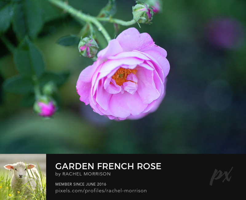 Garden French Rose rachelsfineartphotography.com/featured/garde… #spring #nature #photography