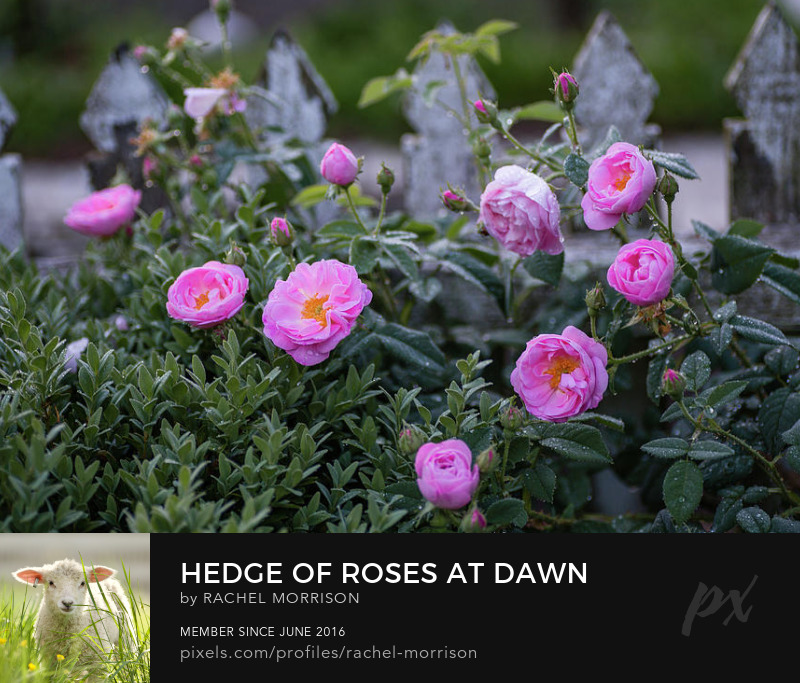 Hedge of Roses at Dawn rachelsfineartphotography.com/featured/hedge… #wallart #photography #spring