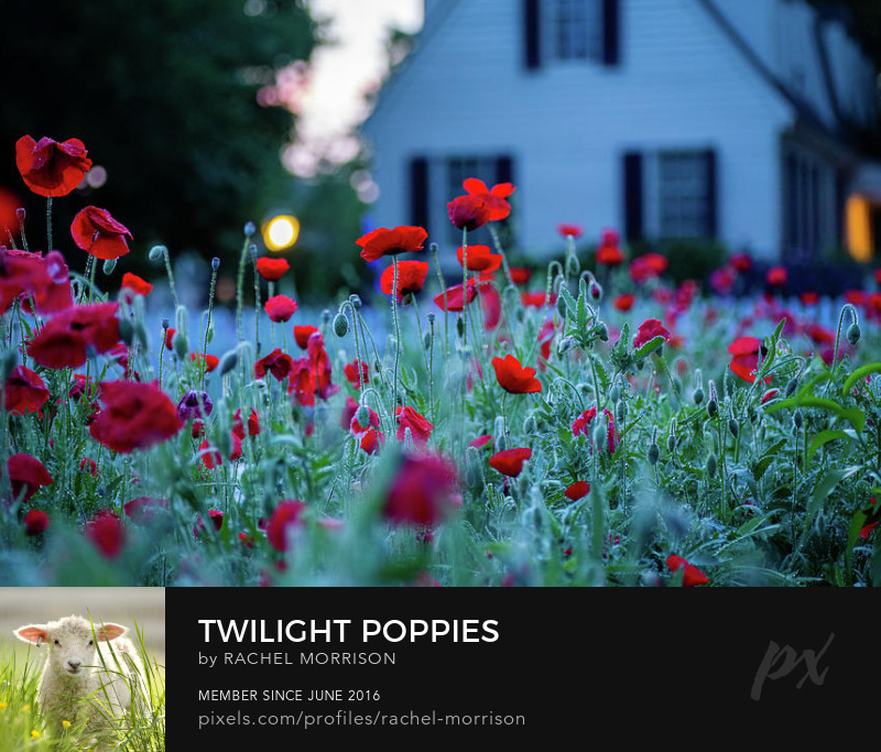 Twilight Poppies rachelsfineartphotography.com/featured/twili… #ColonialWilliamsburg #Virginia #photography