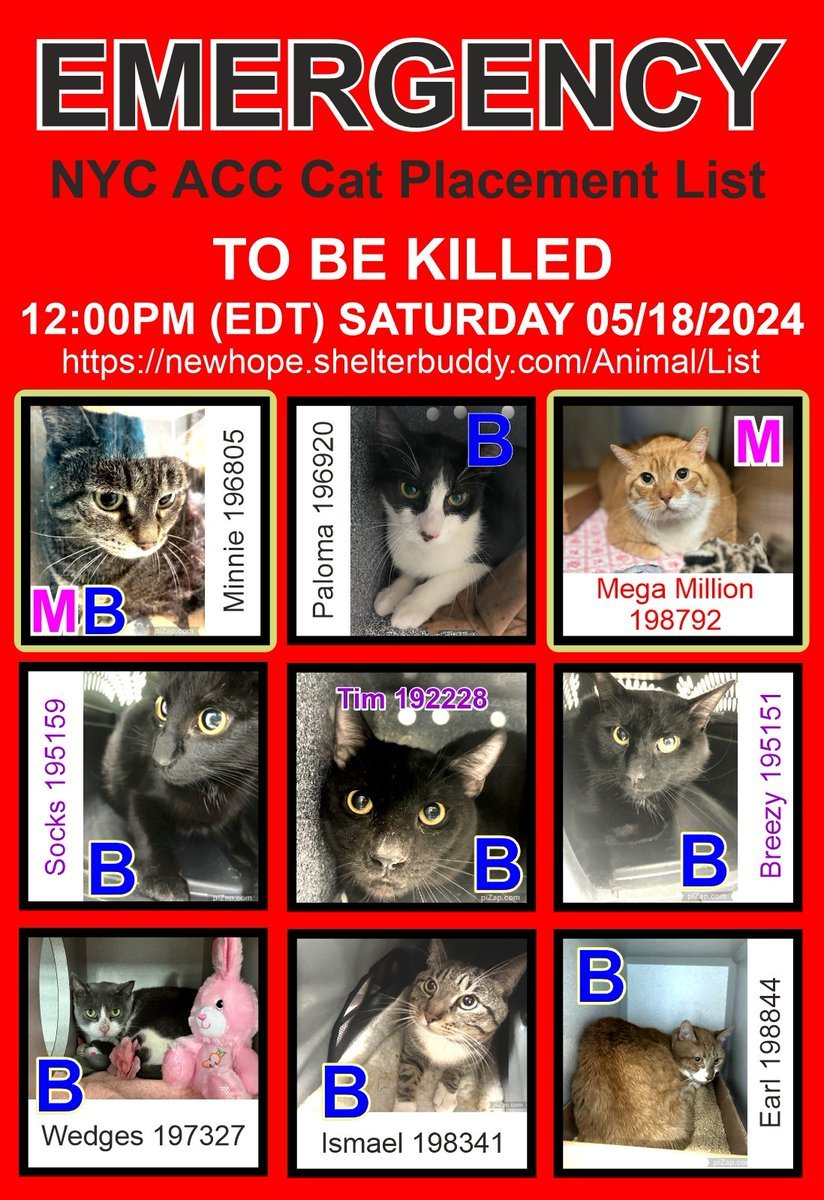 🆘🆘THESE 9 POOR CATS –BREEZY, ISMAEL, MINNIE, SOCKS, PALOMA, TIM, WEDGES, EARL AND MEGA MILLION – ALL AT RISK OF EU ON 5-18-24🆘🆘 PLEDGES WLL HELP STIMULATE RESCUE INTEREST FOR ALL – MINNIE AND MEGA MILLION (ONLY $220 IN PLEDGES) ARE ALL IN PARTICULAR NEED OF PLEDGES – THEY