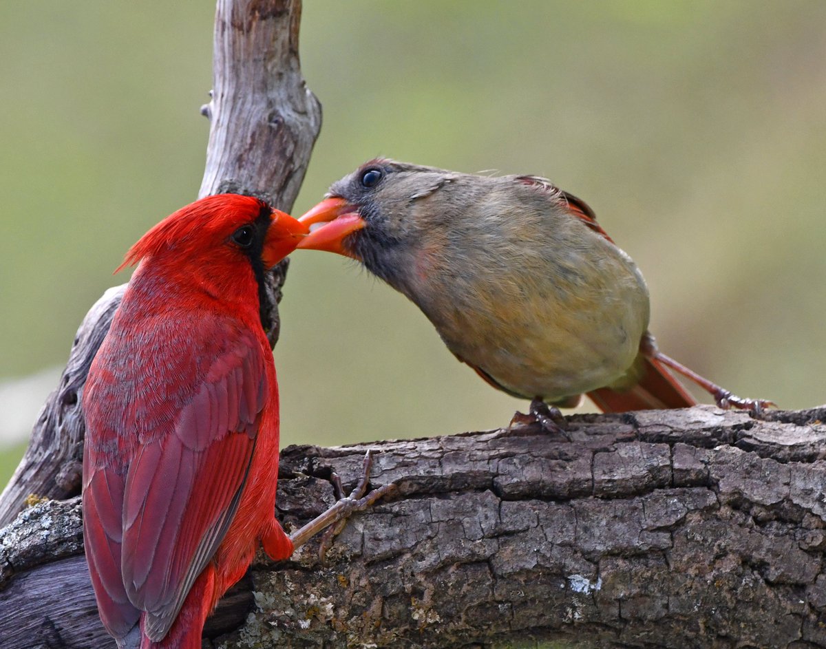 #TwitterNatureCommunity #naturephotography #birdphotography #twitterphotography #wildbirdphotography #nikonphotography #beautifulbirds #cardinals #twitterbirds #birdsinlove #birdbonding