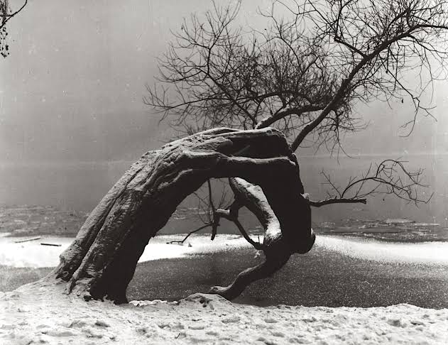 old tree in winter by jan lauschmann.