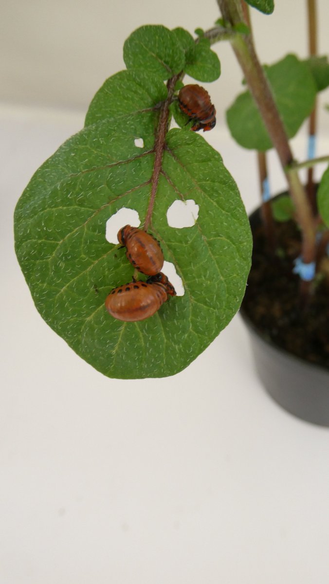 biomoluv tweet media