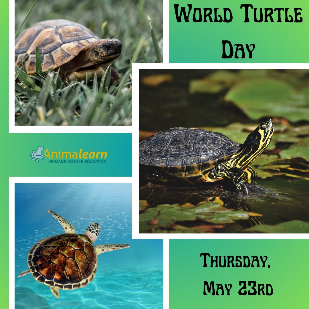 Today is #WorldTurtleDay!🐢You can celebrate our shelled friends by saying 'No!' to dissection. #turtle #turtles #humanescience #humaneeducation #teachers #scienceeducation #science #lifesciences #anatomy #biology #scienceteachers #sciencetwitter #teachertwitter #edutwitter #k12